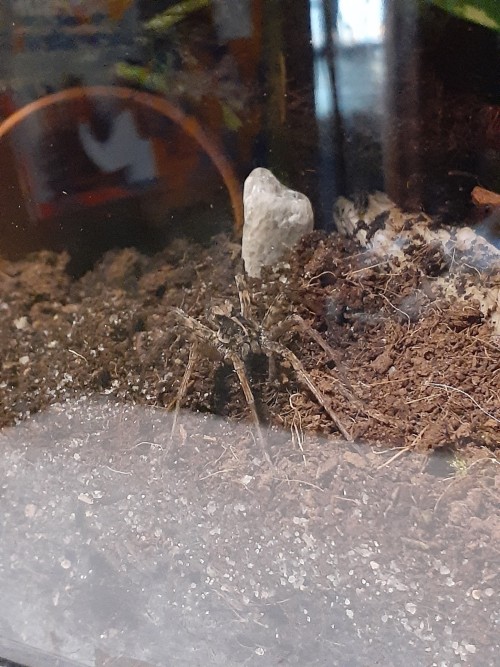 Upgraded Fel The Wolf Spider
