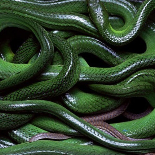 ablazingcloud:Mythology Moodboards: Nigeria &amp; the African DiasporaMami WataMami Wata is ofte