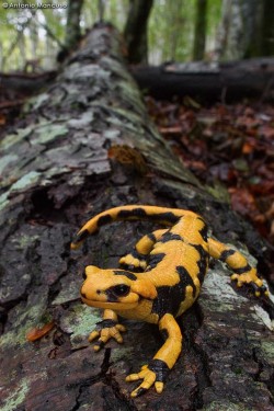 earthandanimals:  Italian Fire Salamander (Salamandra s. gigliolii), Brenta Dolomites, Italy Photo by Clickalps .com 