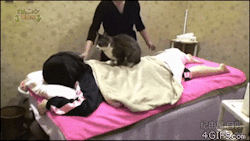 4gifs:  Cat masseuse. [video] 