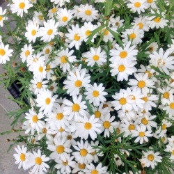 nat-uralist:  I love flowers wow