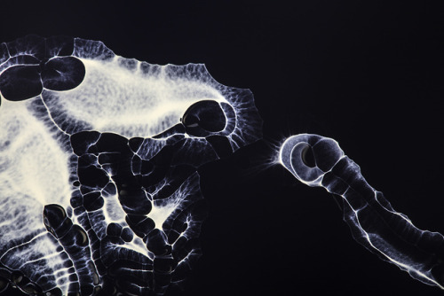 Becoming / / Exploratory Project ‘About Nature’ / series / By J.D Doria / / Photography 