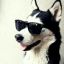fadingpeacedog