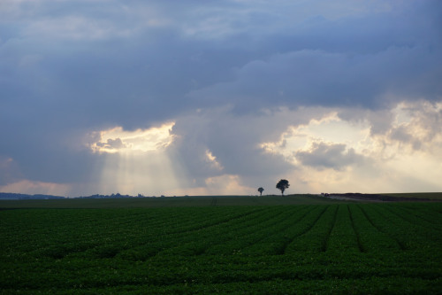 Light shaft.Artois, France.