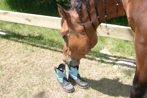 terapsina: horseskeepmesane: She literally got a drink of water and then walked over to my boots and