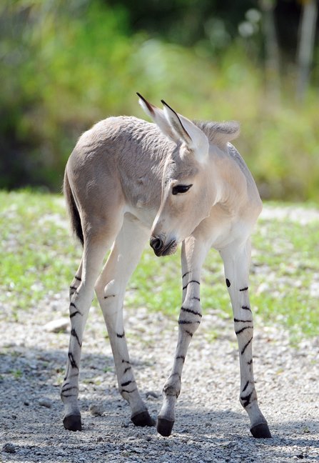 mylittlehony:Somali wild ass foal, Hani, foaled at Miami Zoo, 9 August 2012. Photos © Ron Magill. So