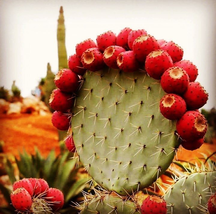 Chula  (at Hacienda Pèrez-Garcia)