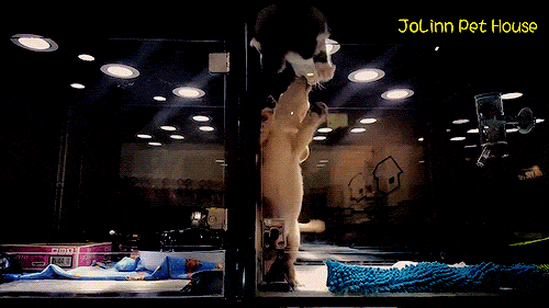 bob-belcher:  Video: Kitten Makes Great Escape to Visit Puppy 
