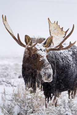 theanimaleffect:  Bull Moose Covered in Snow