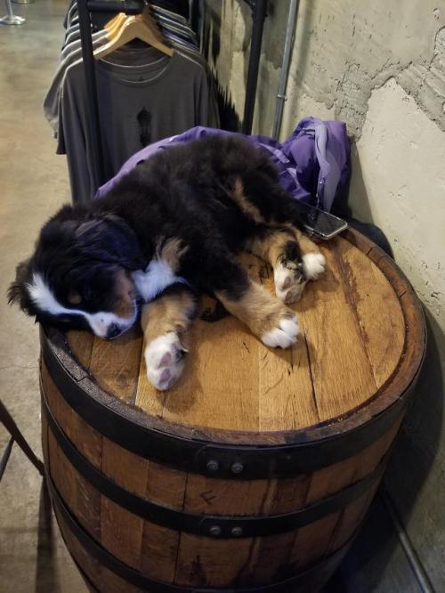 awwcutepets:Met this sleepy bernese mountain pup at trillium brewery, she won my heart