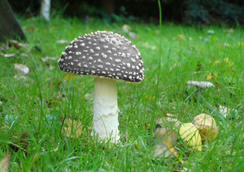 totallytransparent: Semi Transparent Mushroom (head matches colour of your blog - drag it!)Made by T