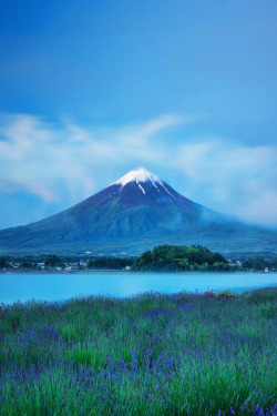 blackinallday:  imalikshake:  Mt.Fuji with Lavender BY MIYAMOTO Y   