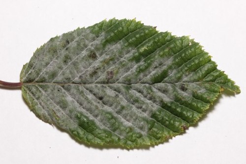 taxonomy-blog:Erysiphe arcuata on European hornbeam (Carpinus betulus)© Björn Sothmann, CC 4.0