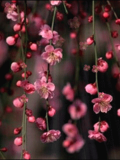 BEAUTIFUL Thing's