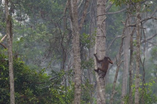 Indonesia’s Forest Fires Take Toll on Wildlife, Big and Small By Joe Cochrane via The New York Times