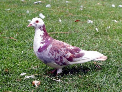 Bright eyed Dove.