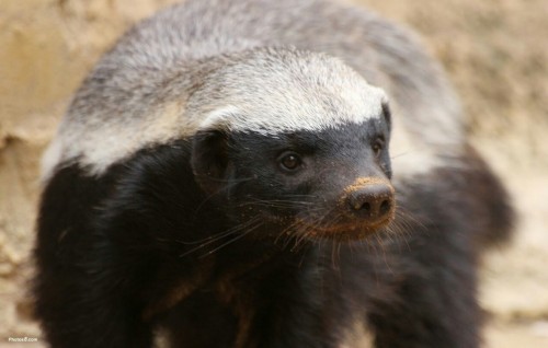 Badger badger badger badger mushroom