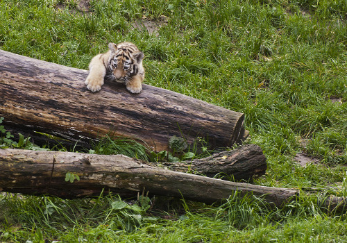 phototoartguy:  Maybe I should first start with the little sticks? by Elke Roehrig