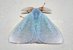 subdivisionoftheaesthetic:  Footman Moth Caviria Vinasia Dot-lined White Moth 