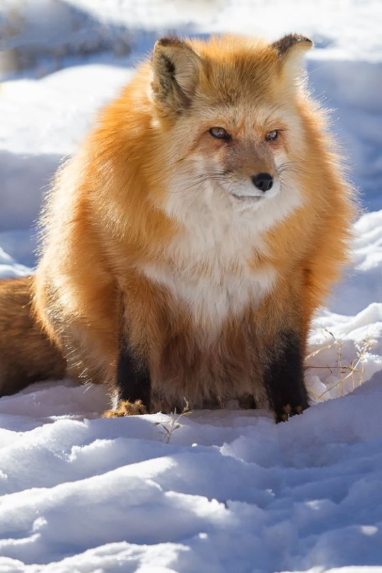  Mods are asleep post large foxes 