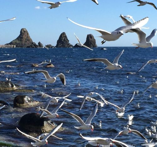 Gabbiani nel mare di SiciliaSe tu fossi un fiore io sarei la terra che nutrirebbe le tue radici, il 