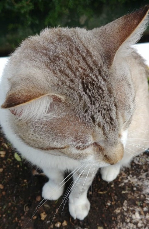 thebeanandbelashow: Happy Caturday everyone!!  Meet Riddle, a three year old siamese mix and a 