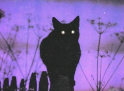 scaryhalloweenbitch:Creatures of the night 