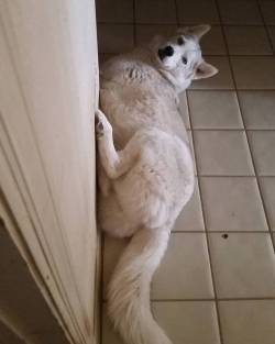 6woofs:  Silly Timber #husky #siberianhusky