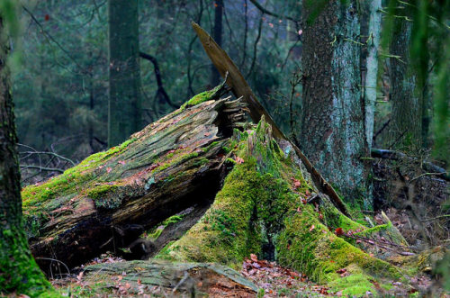 Arnsberger Wald by olafkerber on Flickr.