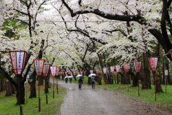 fuckyeahjapanandkorea:   	Sakura and Rain von chee_hian    