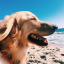 doggydogdogs