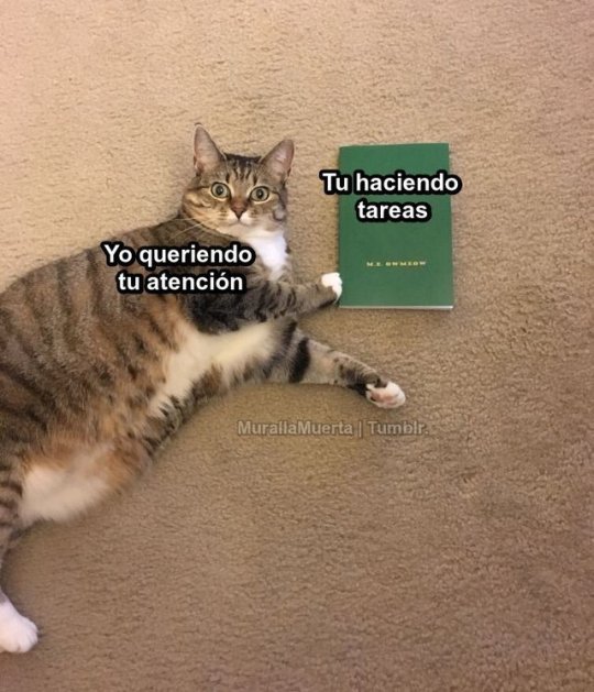 murallamuerta:  