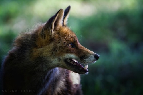 Portrait of a fox II