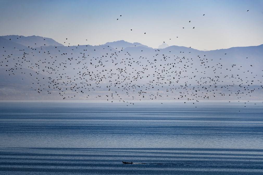 fotojournalismus:A flock of starlings flies in the vineyards overlooking Lake Geneva