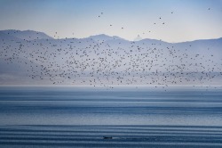 Fotojournalismus:a Flock Of Starlings Flies In The Vineyards Overlooking Lake Geneva