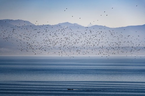 fotojournalismus:A flock of starlings flies in the vineyards overlooking Lake Geneva in Allaman, Swi