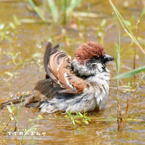 あめがやんだら水浴びだー 東京すずめ®ポストカード (Aセット)８枚入り スズメ物語「あした、どこかで。again 〜いのちの詩〜」  #ちゅん活 #スズメ #sparrow #写真 #pho