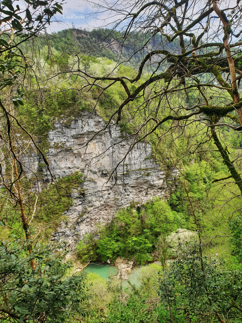 Yew-tree and Boxwood Grove Yew-tree and Boxwood Grove / Тисо-Самшитовая роща is a 8.2 kilometer mode