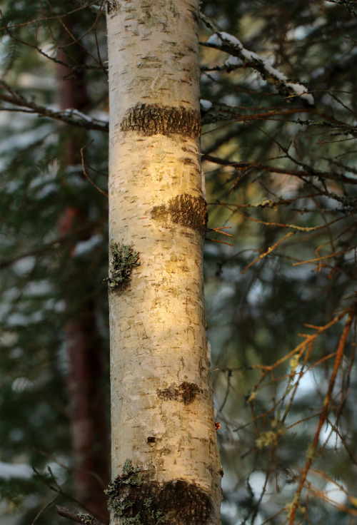 The beauty of tree trunks. Birch, pine and spruce.