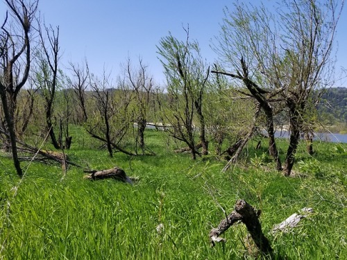 Exploring Rooster Rock. The winds really changed the landscape this year. I look forward to seeing w