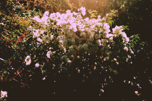 floralls:  by   Jacqueline Foss