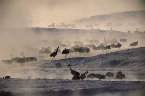 agelessphotography:Red-Crowned Cranes in Morning Mist, Hokkaido Island, Japan, Tim Laman, 2004