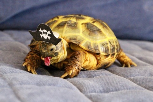 thewhimsyturtle:ARRRRRR!!!  It be International Talk Like a Pirate Day!  Watch ou’, 