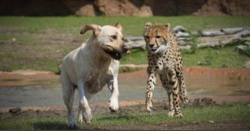 daddy-mcschlongleg: weavemama: weavemama: THIS IS TOO PURE  also it’s true how baby cheetahs are co