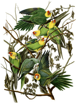 freystupid:  Carolina Parakeet   John James Audubon from Birds of America, Robert Havell, plate 26 study 