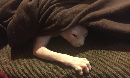 zooophagous:sombysomby:Secret goblin hidey holeMy precioussss