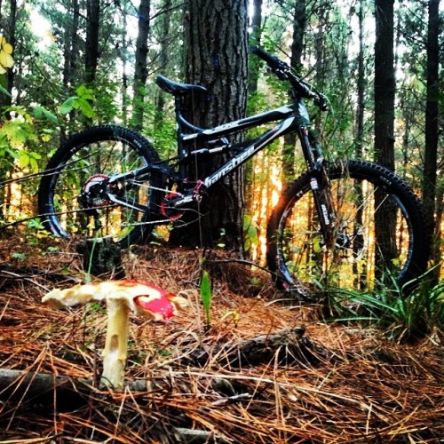 moltedo: Bosqueando feat. Amanita Muscaria . #banshee #bansheerune #bansheebikes #rune #masterbikesc