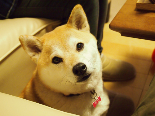 sasaq:  アイスをおねだり 柴犬マコと、 