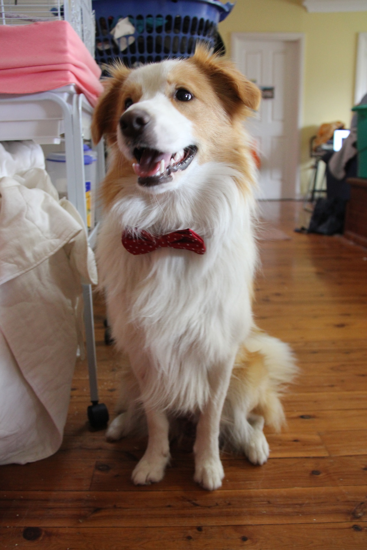 handsomedogs:  Sammy the Border Collie. More photos here. 