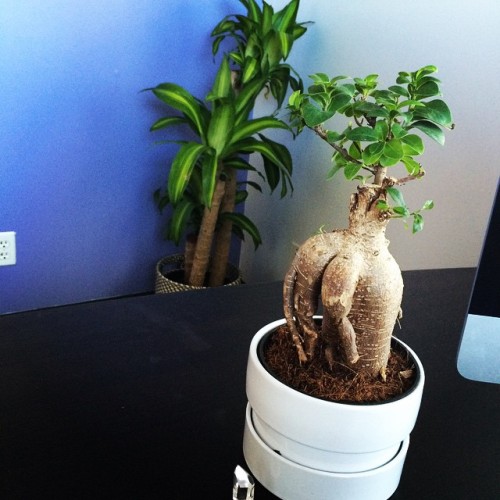 Two new additions to my office. Betty the Bonsai and in the corner Donner the Dracaena Massangeana. 